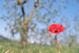 Mohnblumen